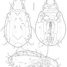 Attēlu rezultāti vaicājumam “Belbodamaeus sp.”