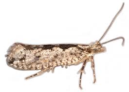 Attēlu rezultāti vaicājumam “Ypsolopha asperella”