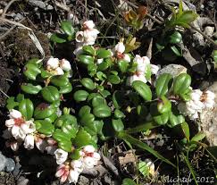 Attēlu rezultāti vaicājumam “Vaccinium vitis-idaea flower”