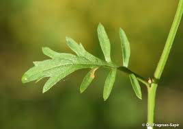 Attēlu rezultāti vaicājumam “Rorippa sylvestris leaf”