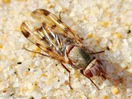 Attēlu rezultāti vaicājumam “Tetanops myopina”