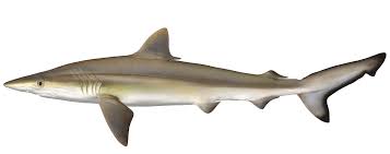 Image result for Rhizoprionodon longurio