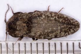 Attēlu rezultāti vaicājumam “Agrypnus murinus”