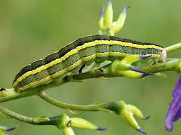 Attēlu rezultāti vaicājumam “Ceramica pisi”