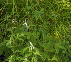 Image result for Leaves Green Bowmen