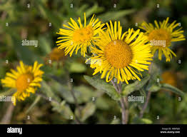 Attēlu rezultāti vaicājumam “Inula britannica leaf”