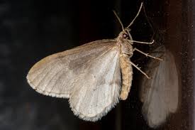 Attēlu rezultāti vaicājumam “Operophtera”