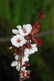Attēlu rezultāti vaicājumam “Prunus cerasifera”