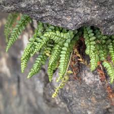 Attēlu rezultāti vaicājumam “Asplenium viride”