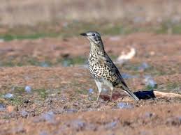 Attēlu rezultāti vaicājumam “Turdus viscivorus adult”