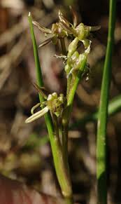 Attēlu rezultāti vaicājumam “Scheuchzeria palustris”