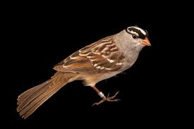 Image result for Zonotrichia leucophrys