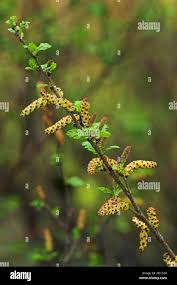 Attēlu rezultāti vaicājumam “Betula humilis leaf”