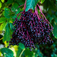 Attēlu rezultāti vaicājumam “Sambucus nigra fruit”