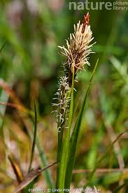 Attēlu rezultāti vaicājumam “Carex caryophyllea”