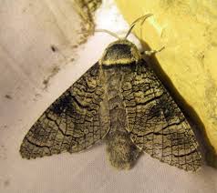 Attēlu rezultāti vaicājumam “Lamellocossus terebra”