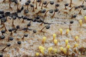 Attēlu rezultāti vaicājumam “Physarum bryomacrocarpum sessile”