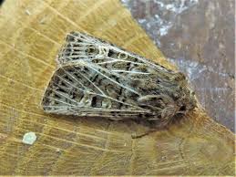 Attēlu rezultāti vaicājumam “Tholera decimalis female”