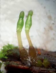 Attēlu rezultāti vaicājumam “Buxbaumia viridis”