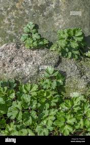 Attēlu rezultāti vaicājumam “Ranunculus repens leaf”