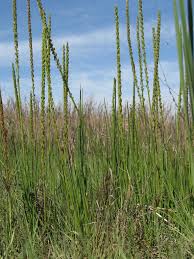 Attēlu rezultāti vaicājumam “Triglochin maritimum”