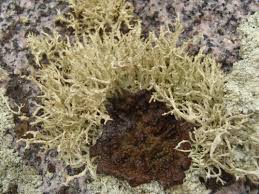 Attēlu rezultāti vaicājumam “Evernia mesomorpha”