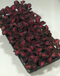 Image result for Colenorton Dragons