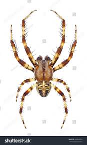 Attēlu rezultāti vaicājumam “Araneus diadematus juvenile”