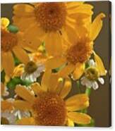 Image result for Chrysanthemum segetum