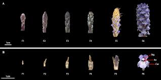 Attēlu rezultāti vaicājumam “Orobanche coerulescens bud”