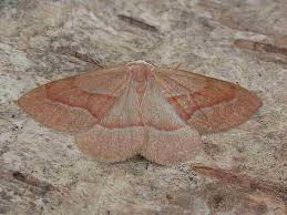 Attēlu rezultāti vaicājumam “Hylaea fasciaria”