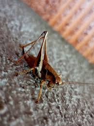 Attēlu rezultāti vaicājumam “Decticus verrucivorus nymph”