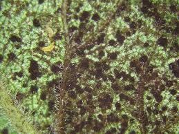 Attēlu rezultāti vaicājumam “Tranzschelia pruni-spinosae”