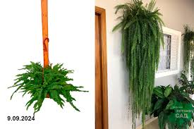 Image result for НЕФРОЛЕПИС (Nephrolepis