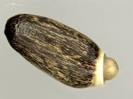 Attēlu rezultāti vaicājumam “Silybum marianum fruit”