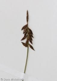 Attēlu rezultāti vaicājumam “Carex pulicaris”