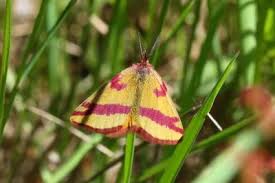 Attēlu rezultāti vaicājumam “Lythria cruentaria”