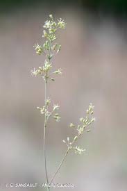 Attēlu rezultāti vaicājumam “Silene otites”