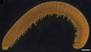 Attēlu rezultāti vaicājumam “Strongylosoma pallipes”