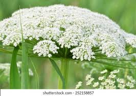 Attēlu rezultāti vaicājumam “Cicuta virosa flower”