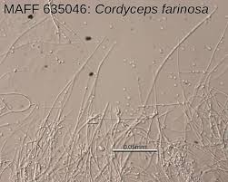 Attēlu rezultāti vaicājumam “Cordyceps farinosa”