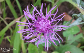 Attēlu rezultāti vaicājumam “Centaurea stoebe flower”