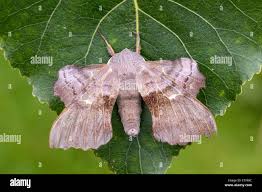 Attēlu rezultāti vaicājumam “Laothoe populi imago”