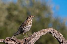 Attēlu rezultāti vaicājumam “Turdus philomelos”
