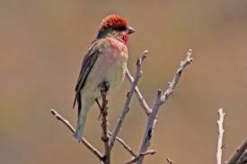Attēlu rezultāti vaicājumam “Carpodacus erythrinus adult”