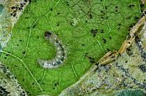 Attēlu rezultāti vaicājumam “Lyonetiidae”