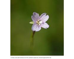 Attēlu rezultāti vaicājumam “Eleocharis uniglumis flower”