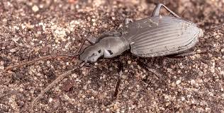 Attēlu rezultāti vaicājumam “Limodromus assimilis”