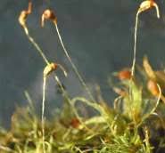 Attēlu rezultāti vaicājumam “Dicranella cerviculata”