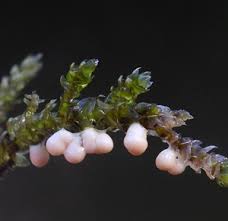 Attēlu rezultāti vaicājumam “Diderma umbilicatum”